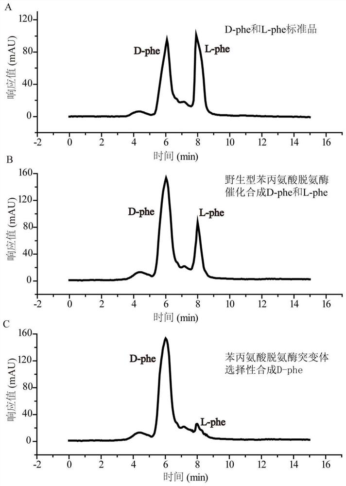 A kind of highly stereoselective phenylalanine deaminase mutant and its application