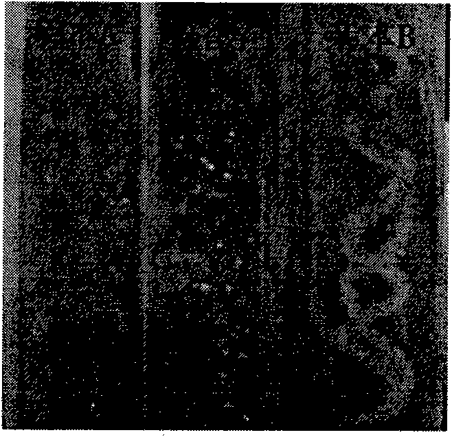 Method for constructing yeast strain by protoplast fusion using heat-inactivated parents