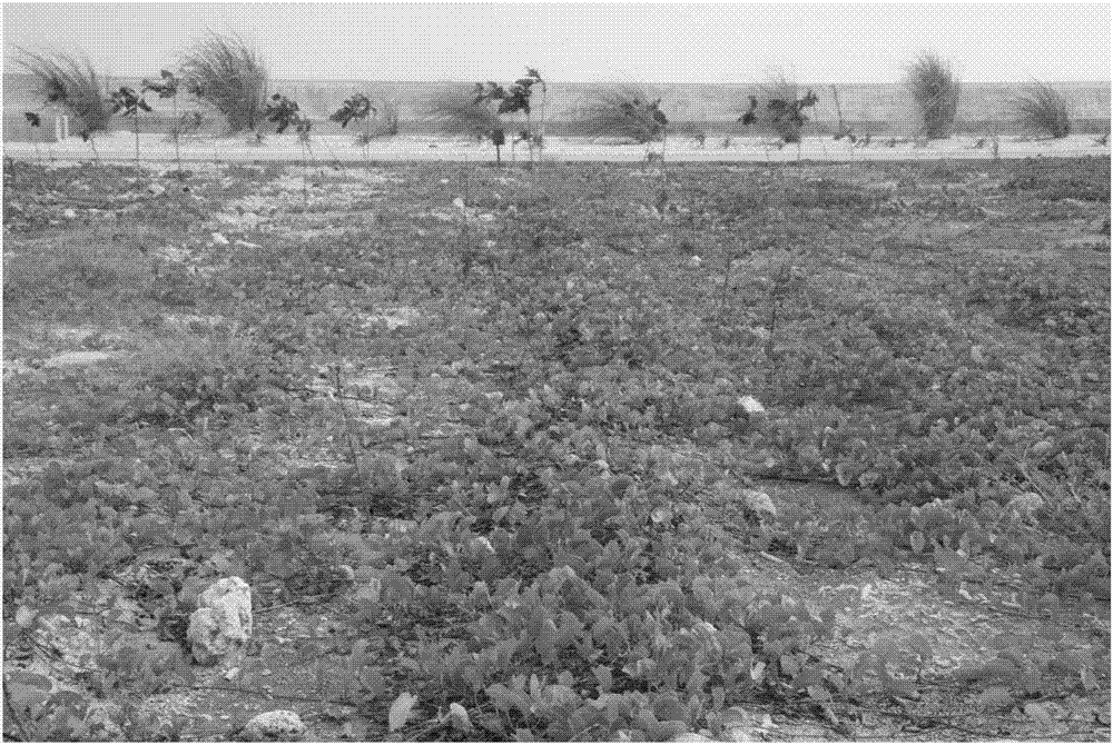 Method for building near-natural vegetation on tropical coral reef