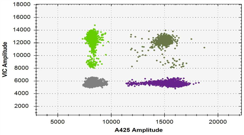 Primers and digital PCR kit for detecting infectious endocarditis pathogens