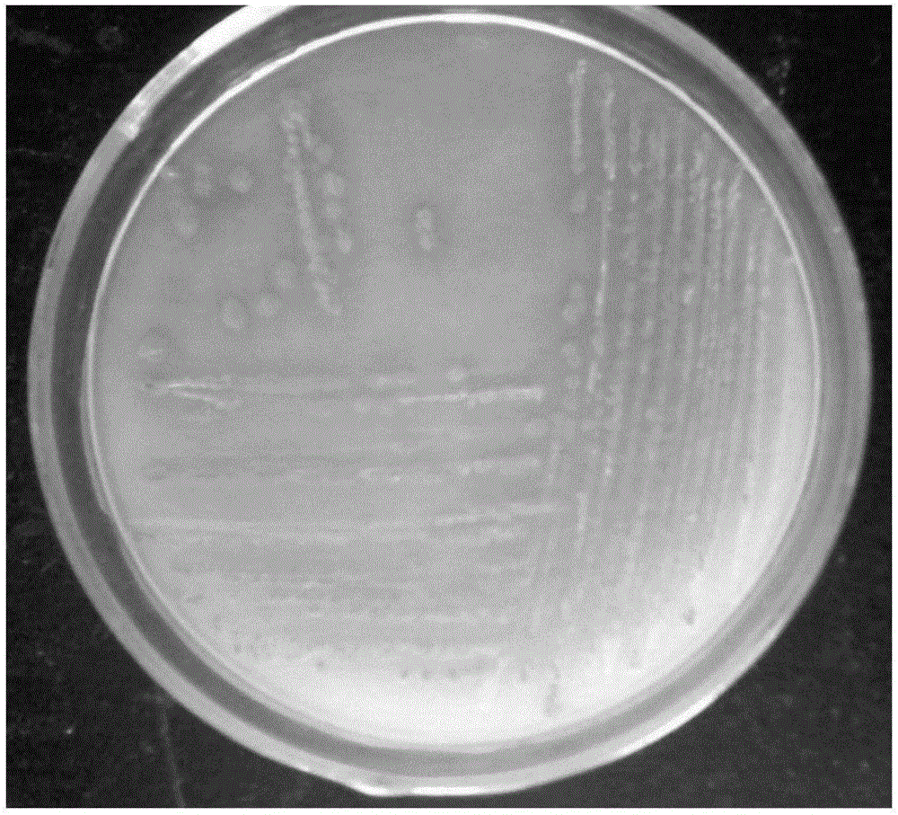 Immobilized microspheres for degrading bacteria of PAEs (phthalic acid esters) and preparation method and application of such immobilized microspheres