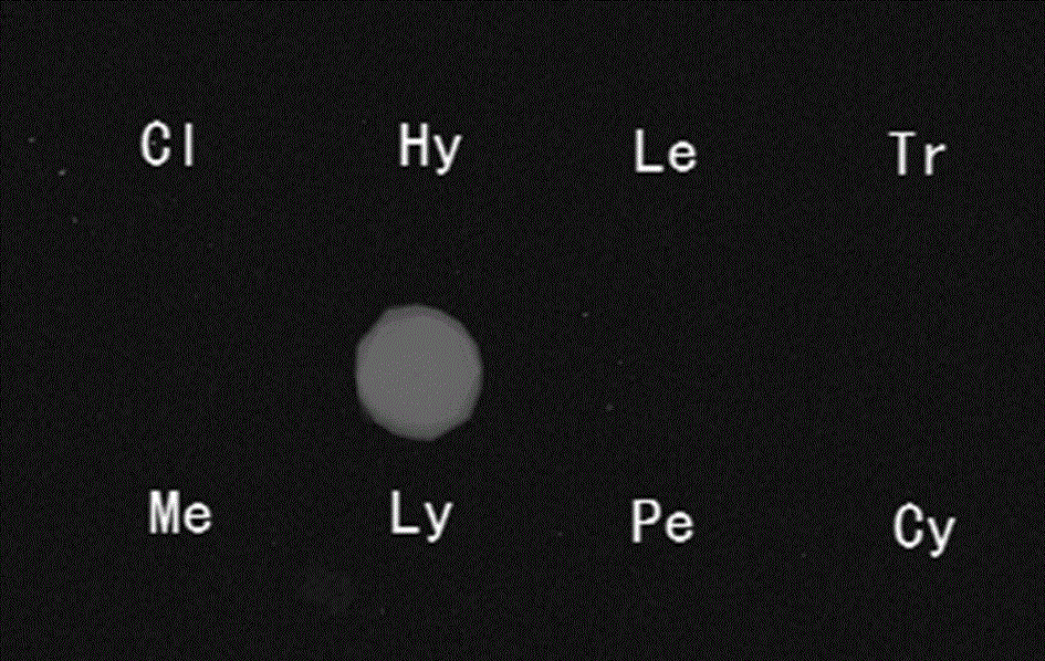 Molecular marker for identifying lyophyllum decastes, and primer and probe