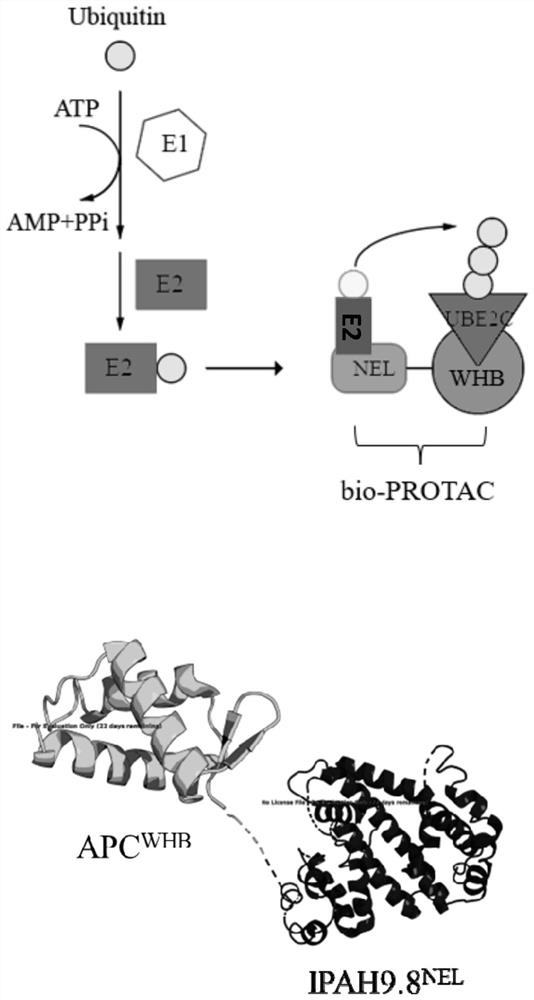 Bio-PROTAC artificial protein targeting UBE2C