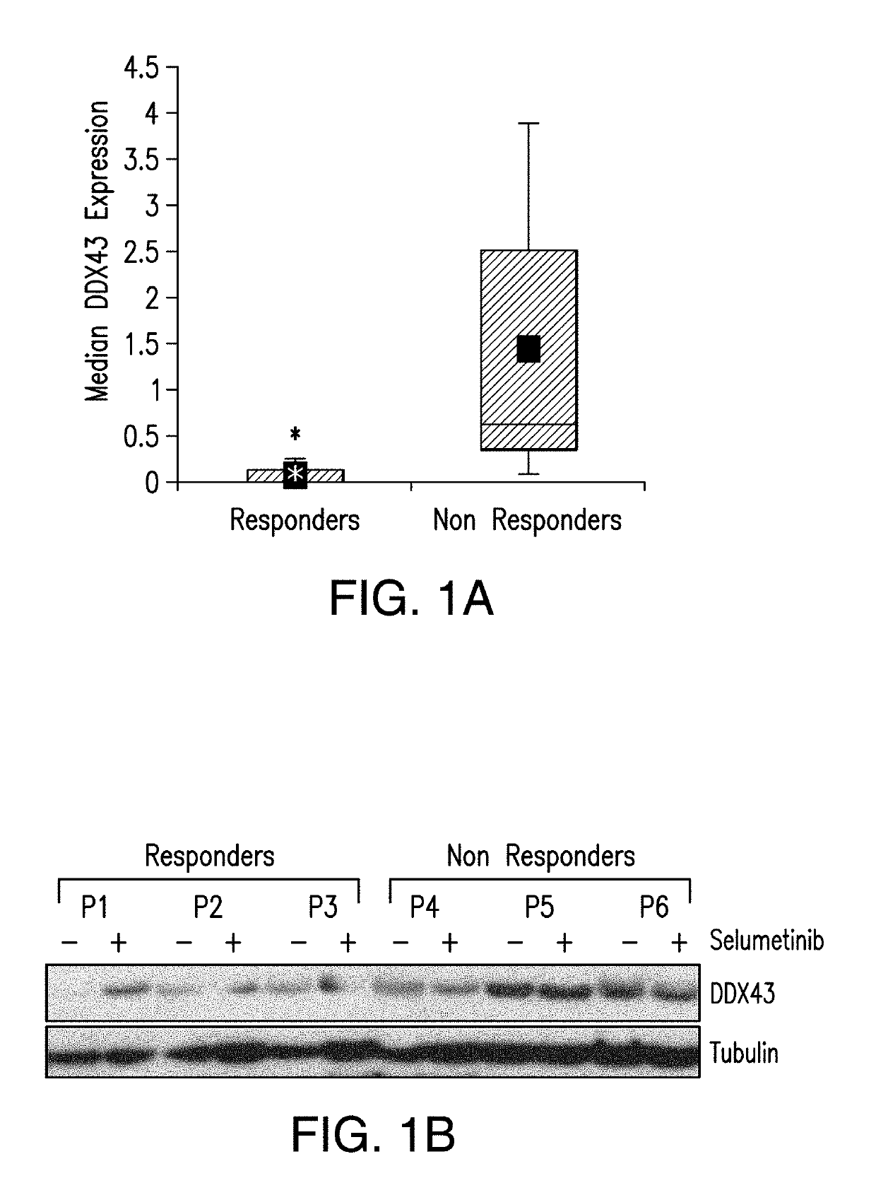 DDX43 as a biomarker of resistance to MEK1/2 inhibitors