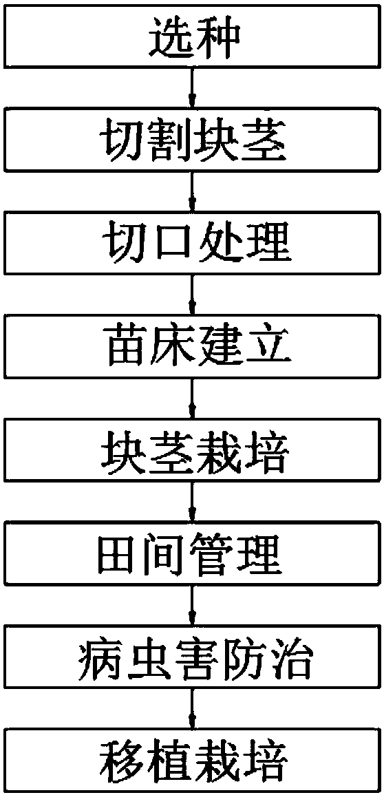 Asexual reproduction method of Yunnan paris polyphylla