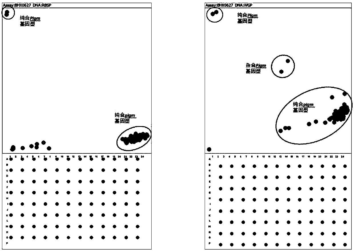 SNP marker developing and application of rice broad-spectrum rice blast resistance gene Pigm