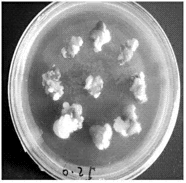 Method for establishing tissue culture regeneration system of tea tree