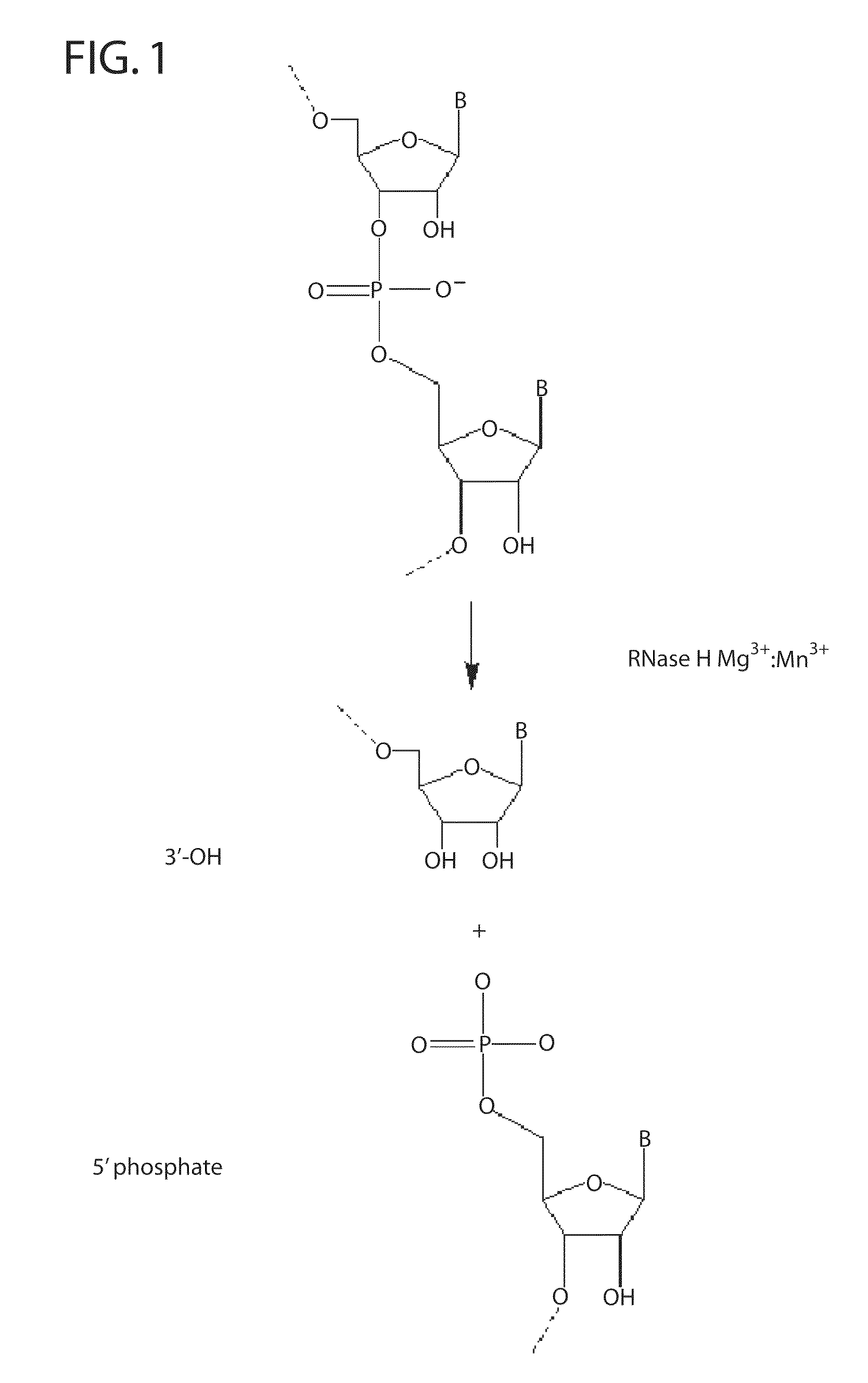 RNase H-based assays utilizing modified RNA monomers