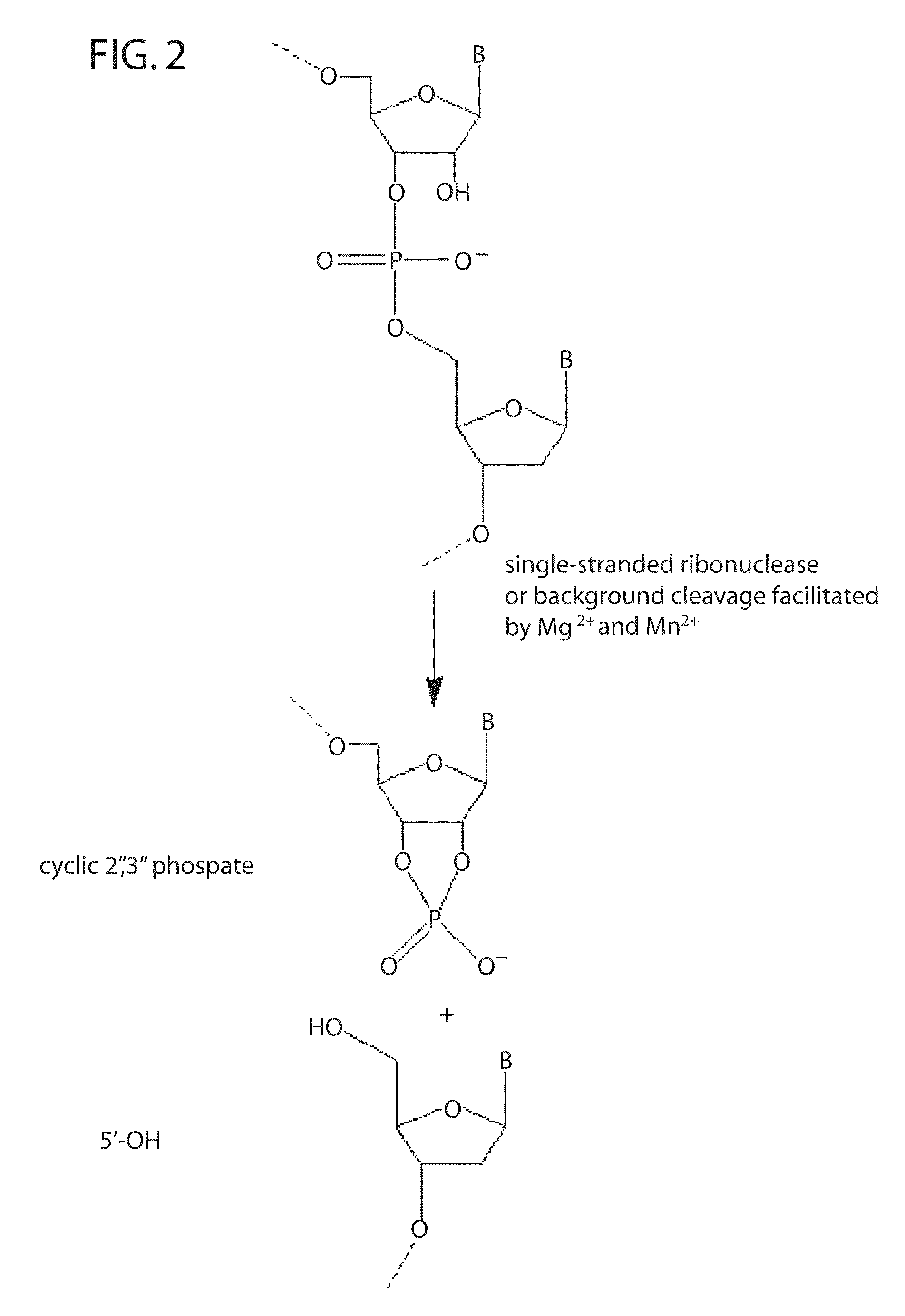 RNase H-based assays utilizing modified RNA monomers