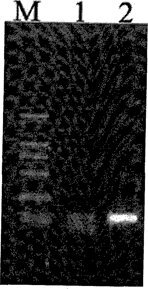 Target glioma resistant protein, preparation method and application