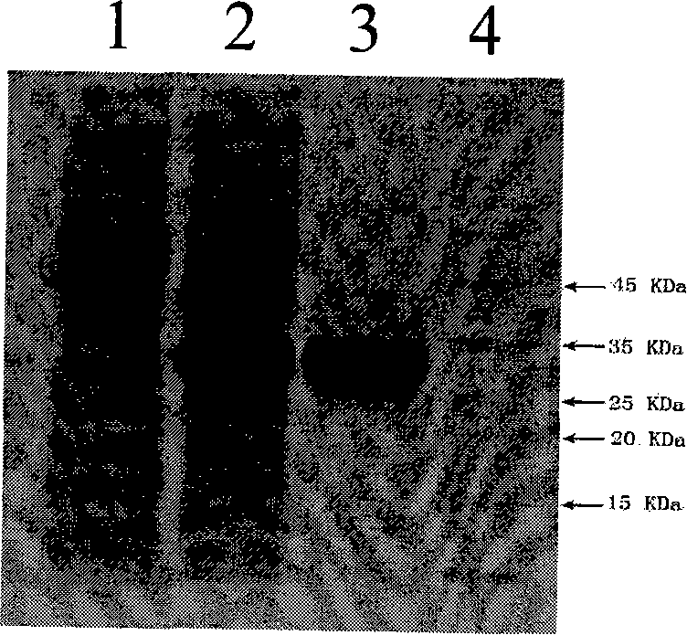 Target glioma resistant protein, preparation method and application