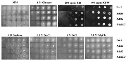 Fusarium oxysporum No. 4 physiological race DCL gene deletion mutant and small RNA thereof