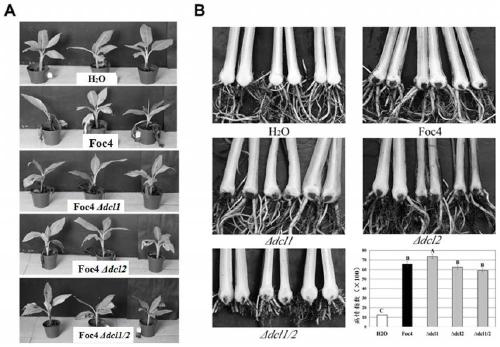 Fusarium oxysporum No. 4 physiological race DCL gene deletion mutant and small RNA thereof