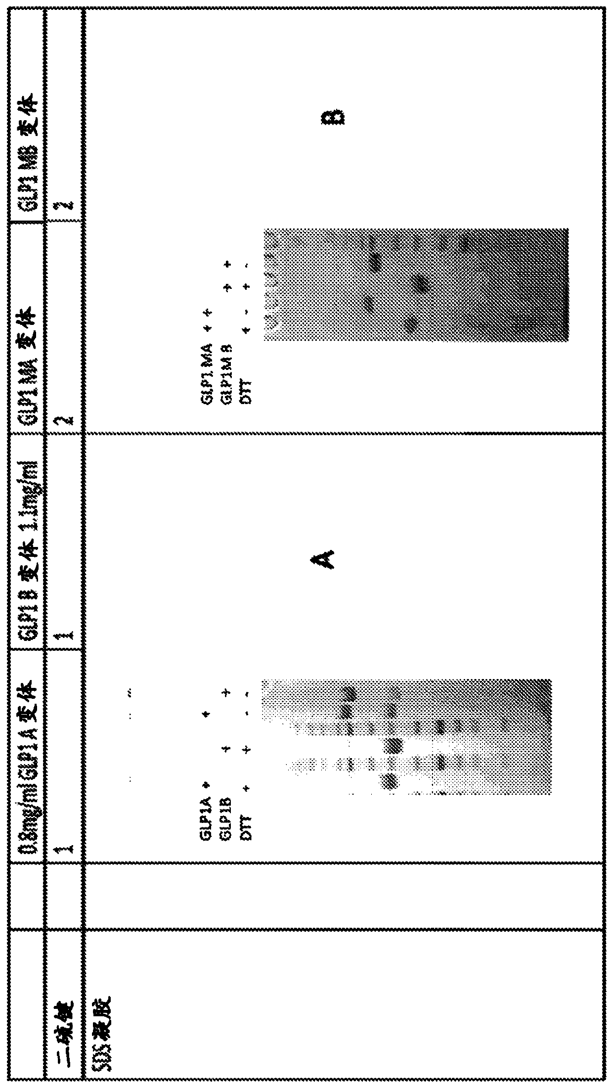 IgG Fc VARIANTS FOR VETERINARY USE