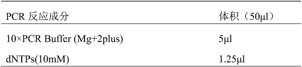 Amplimers for mitochondrial COI gene of Bellamya and application thereof