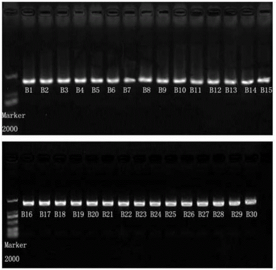 Amplimers for mitochondrial COI gene of Bellamya and application thereof