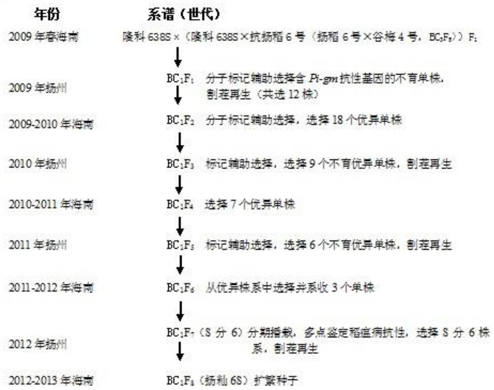 Breeding method of high-quality and high-yielding two-line hybrid indica rice combination with blast resistance