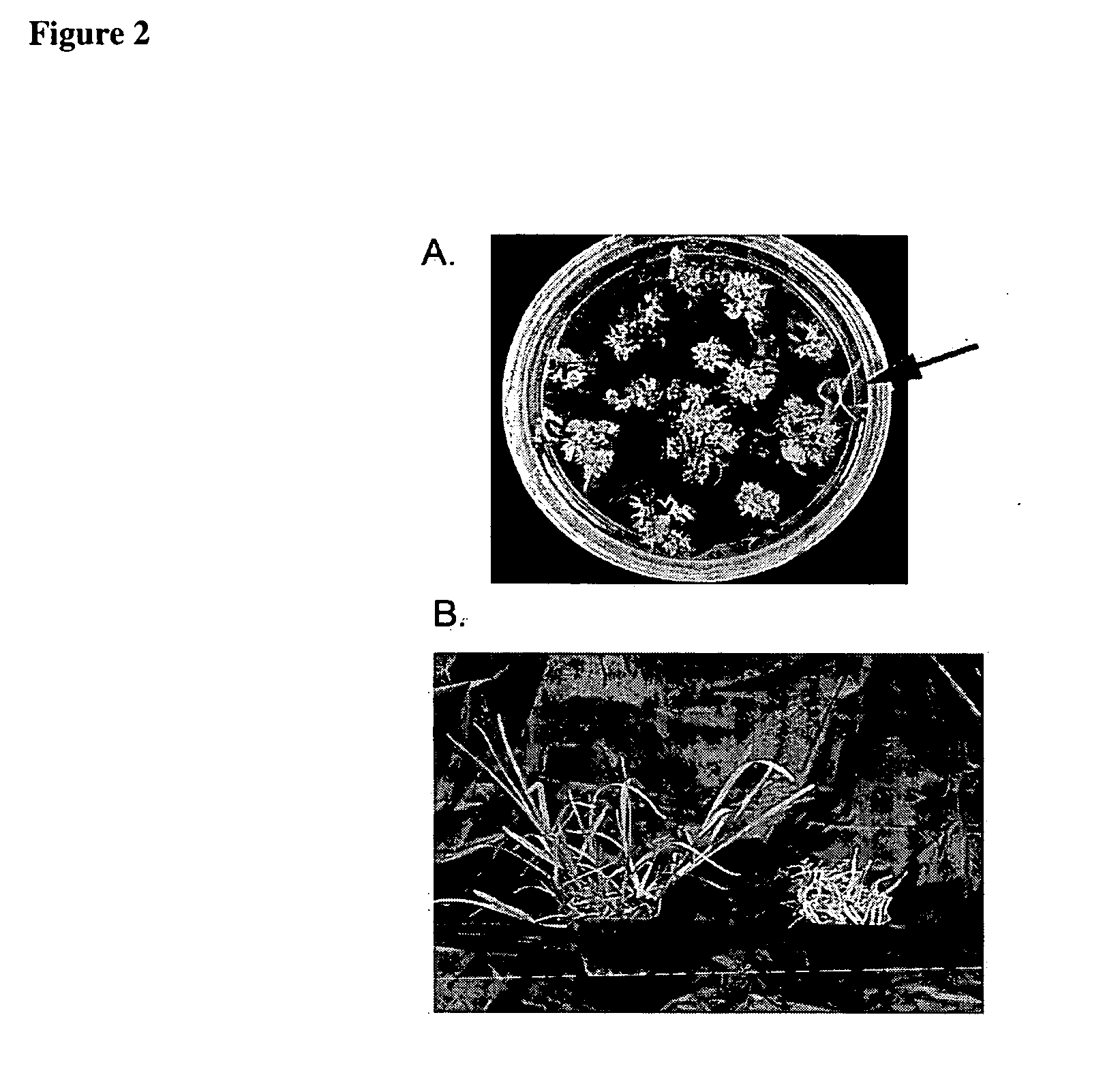 Method for regenerating and transforming St. Augustinegrass from embryogenic callus