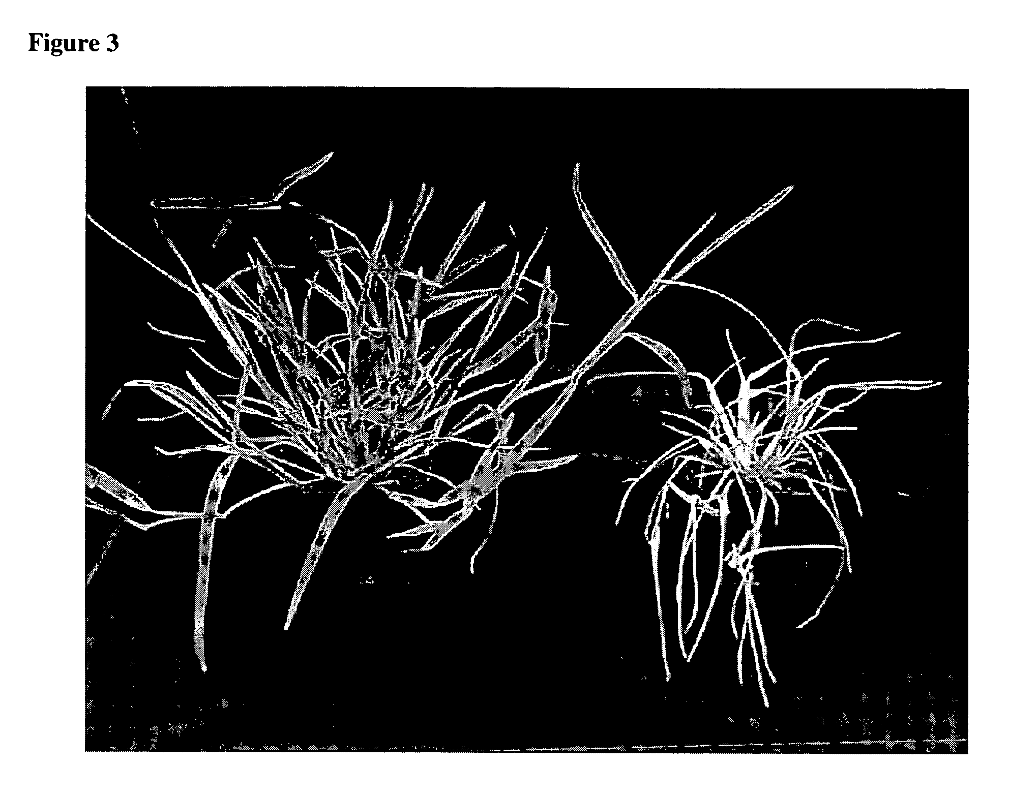 Method for regenerating and transforming St. Augustinegrass from embryogenic callus