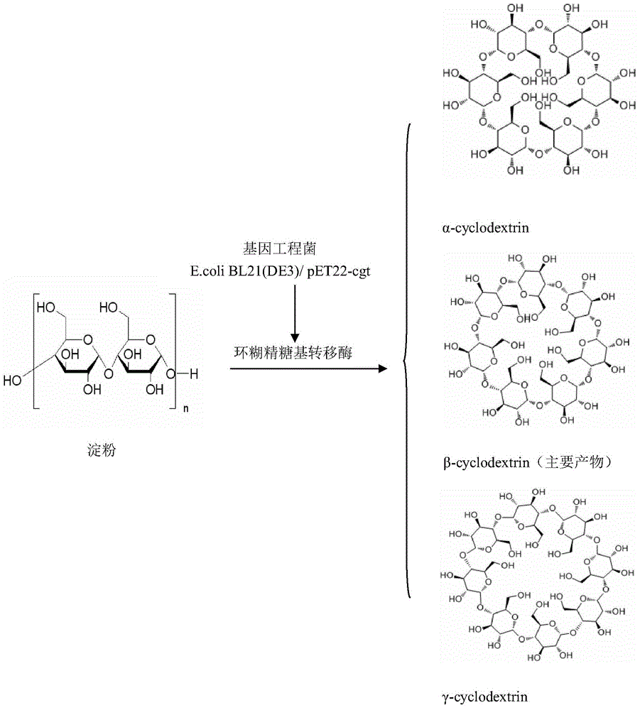 Genetically engineered bacterium for expressing beta cyclodextrin glycosyl transferase as well as construction method and use thereof