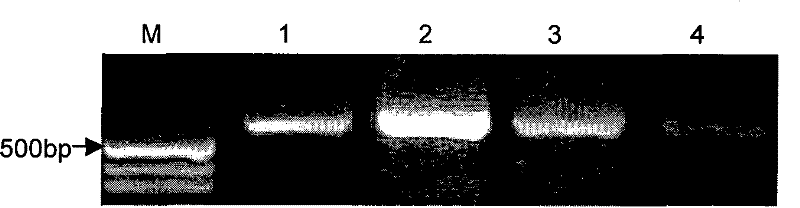 Tea geometrid acetaldehyde dehydrogenase gene adh and application thereof