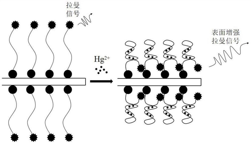 Conical-cylindrical optical fiber SERS (Surface Enhanced Raman Scattering) sensor for detecting trace mercury ions