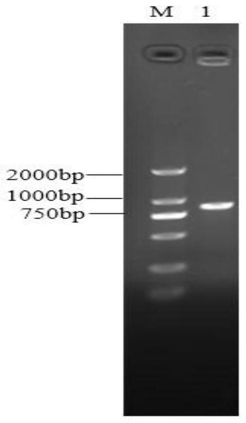 Cervical cancer therapeutic vaccine based on recombinant attenuated Listeria monocytogenes