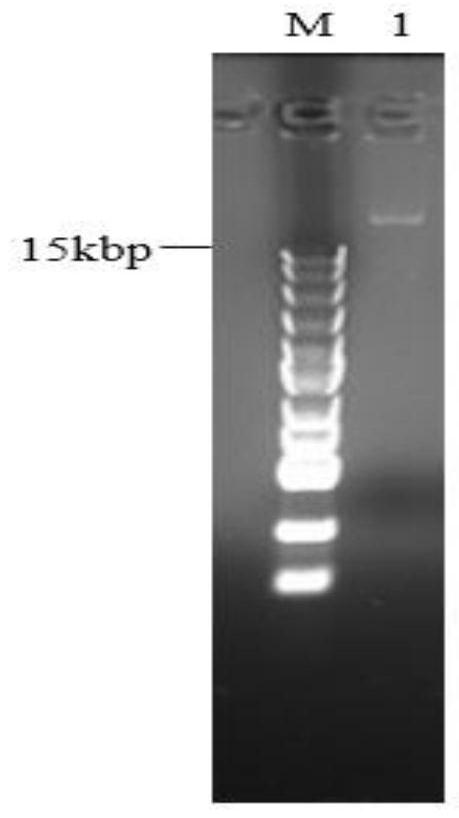 Cervical cancer therapeutic vaccine based on recombinant attenuated Listeria monocytogenes