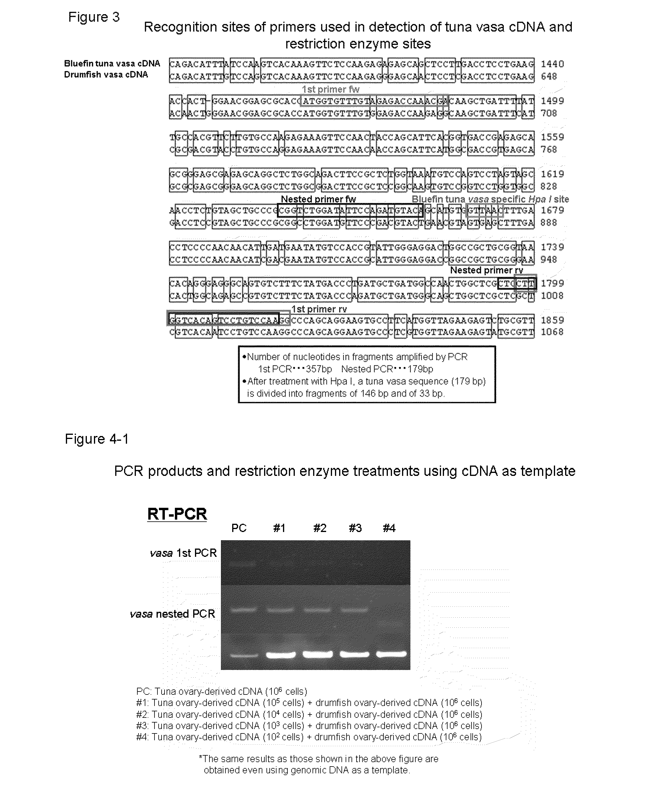 Germ Cell Marker Using Fish Vasa Gene