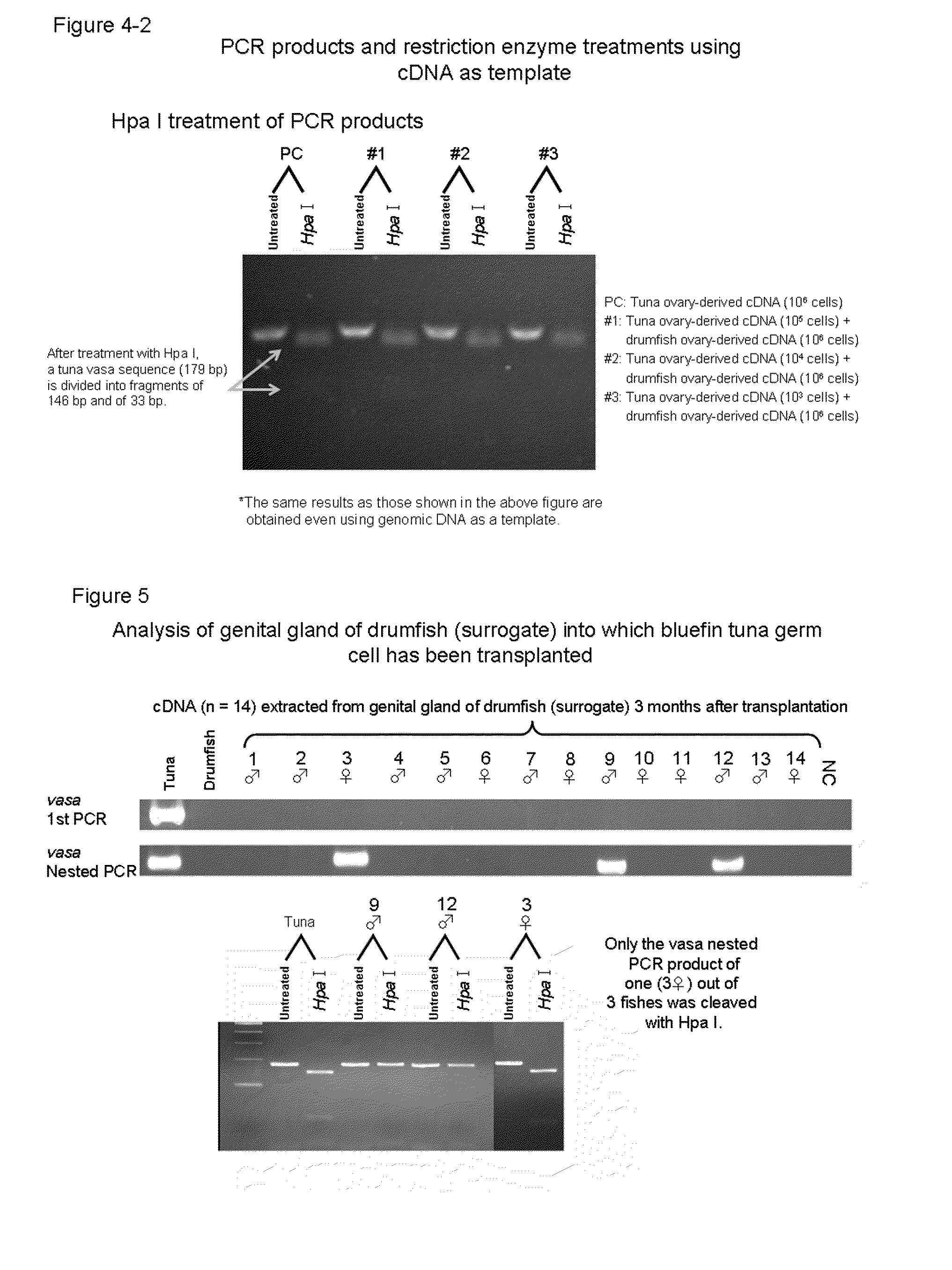 Germ Cell Marker Using Fish Vasa Gene