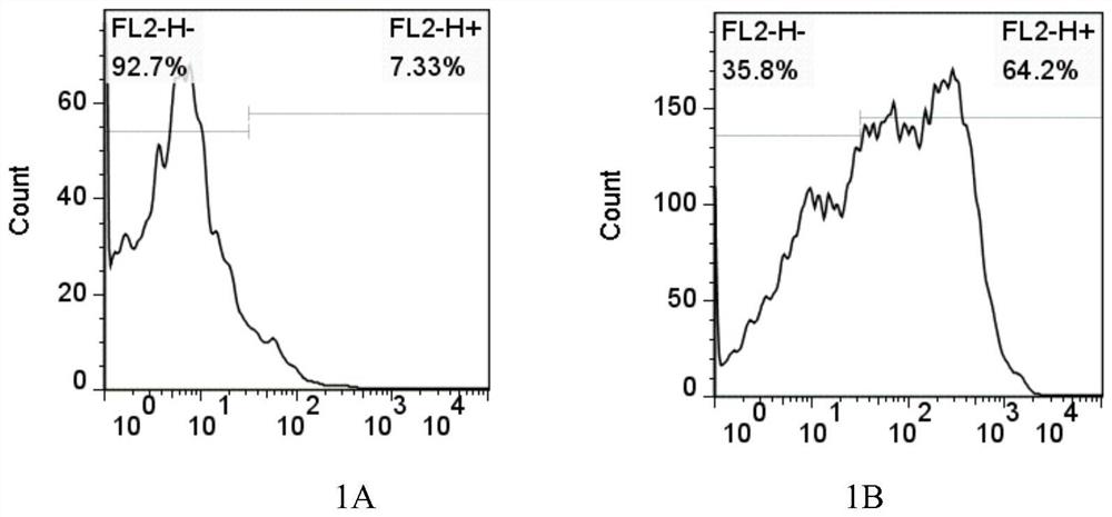 A mrfft2 cell