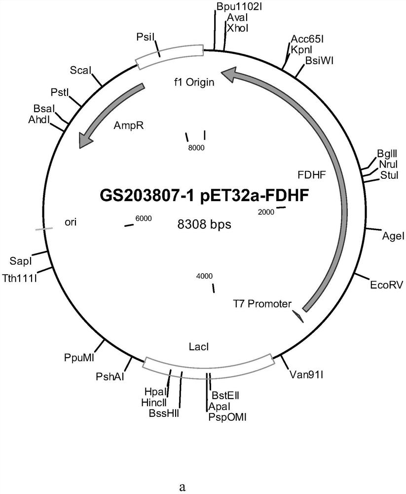 Efficient hydrogen production functional gene carrier pet32a-fdhf and its construction and application