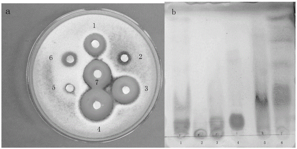 Bactericidal compound and preparation method thereof