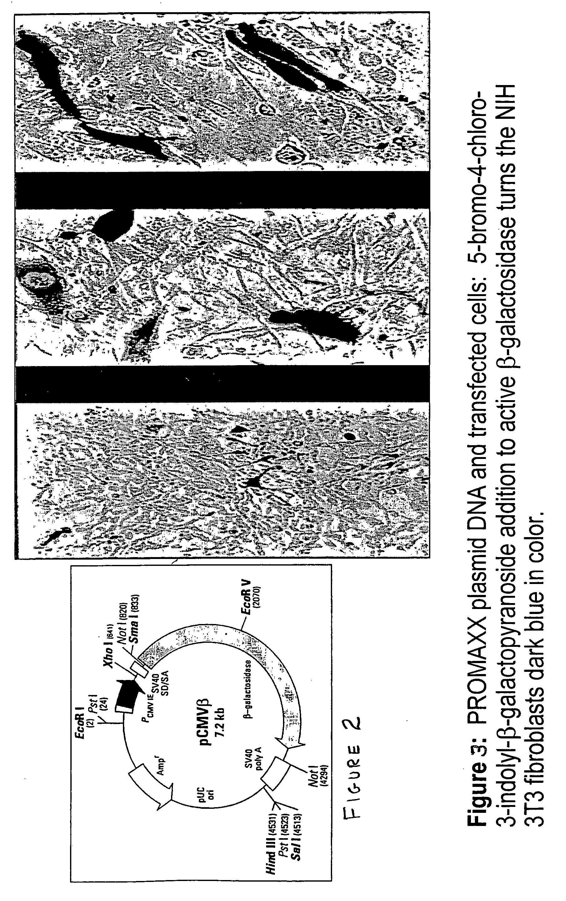 Delivery of as-oligonucleotide microspheres to induce dendritic cell tolerance for the treatment of autoimmune type 1 diabetes