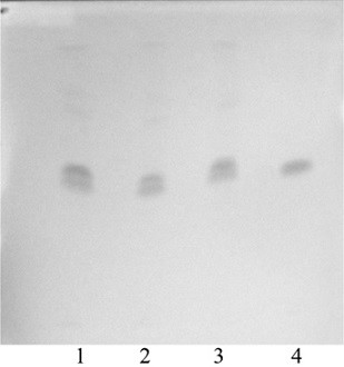 Dampness-resolving toxin-vanquishing composition identification method