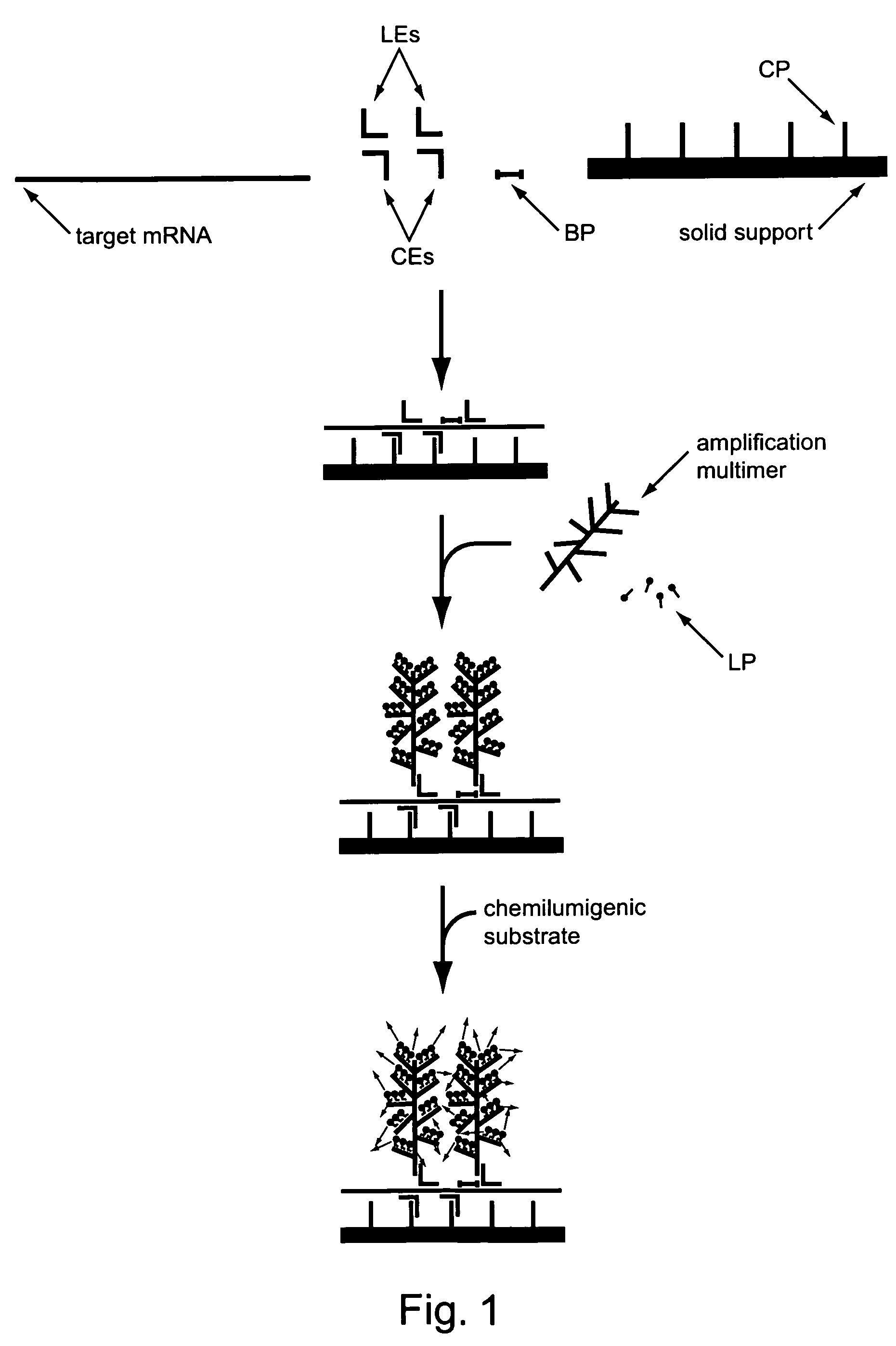 Multiplex branched-chain DNA assays