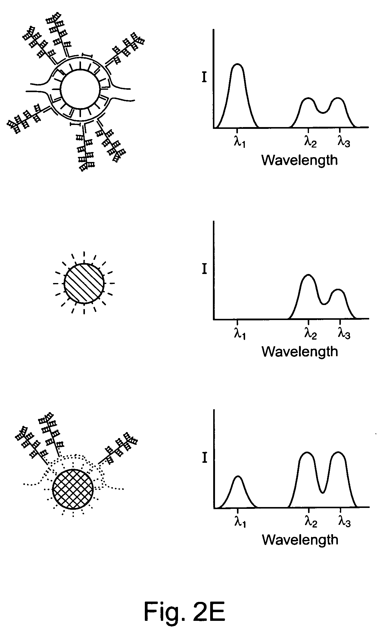 Multiplex branched-chain DNA assays