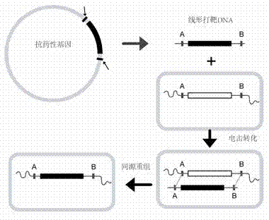 Construction method for engineered strain capable of preparing series of specific salmonella diagnostic serum