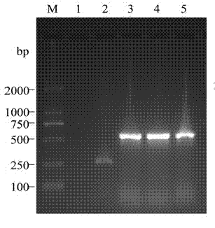 Construction method for engineered strain capable of preparing series of specific salmonella diagnostic serum