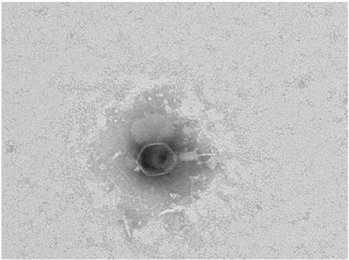 Bacteriophage and application of same to soil remediation