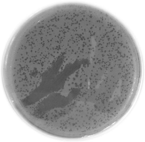 Bacteriophage and application of same to soil remediation