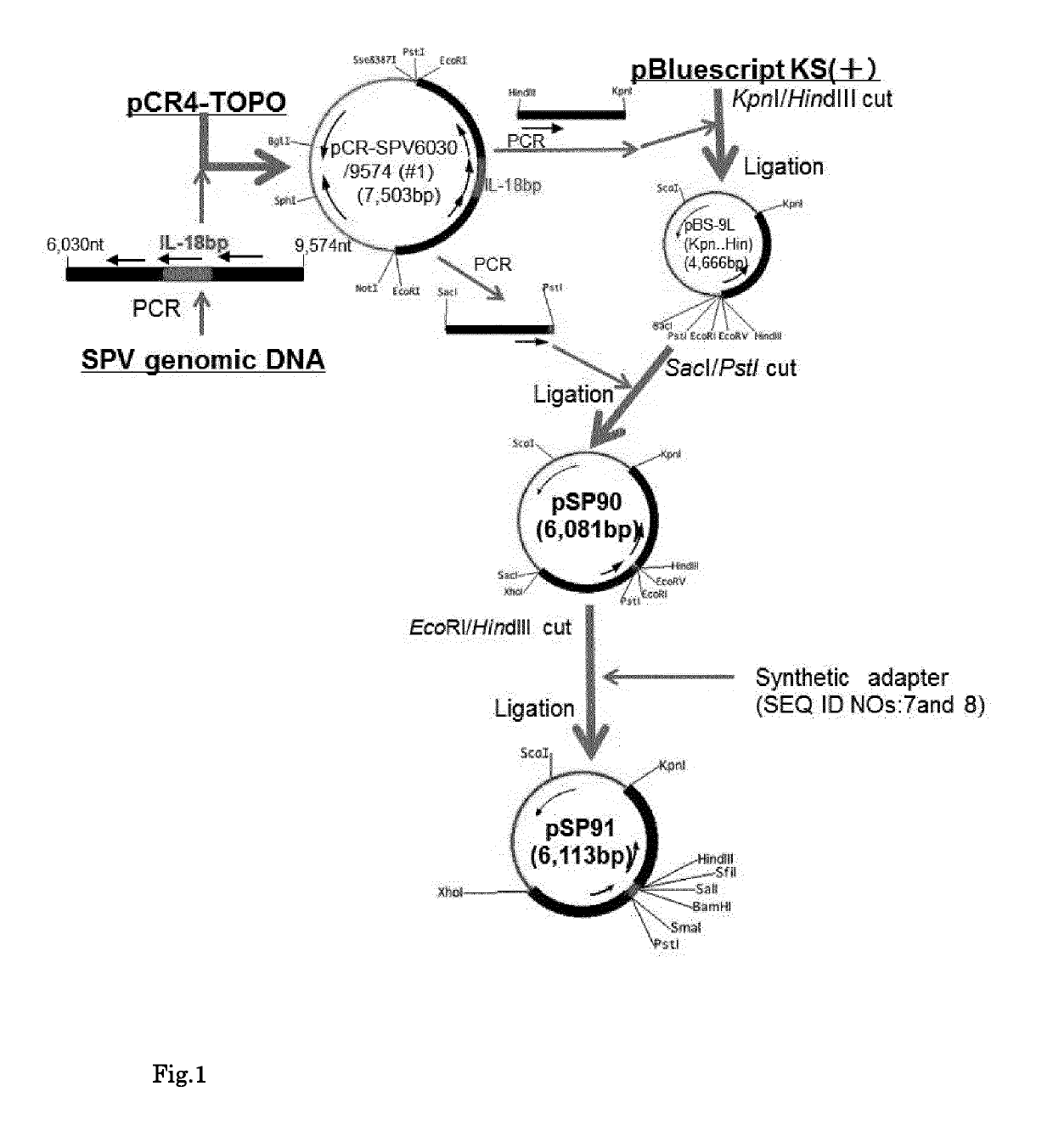 Multivalent recombinant spv