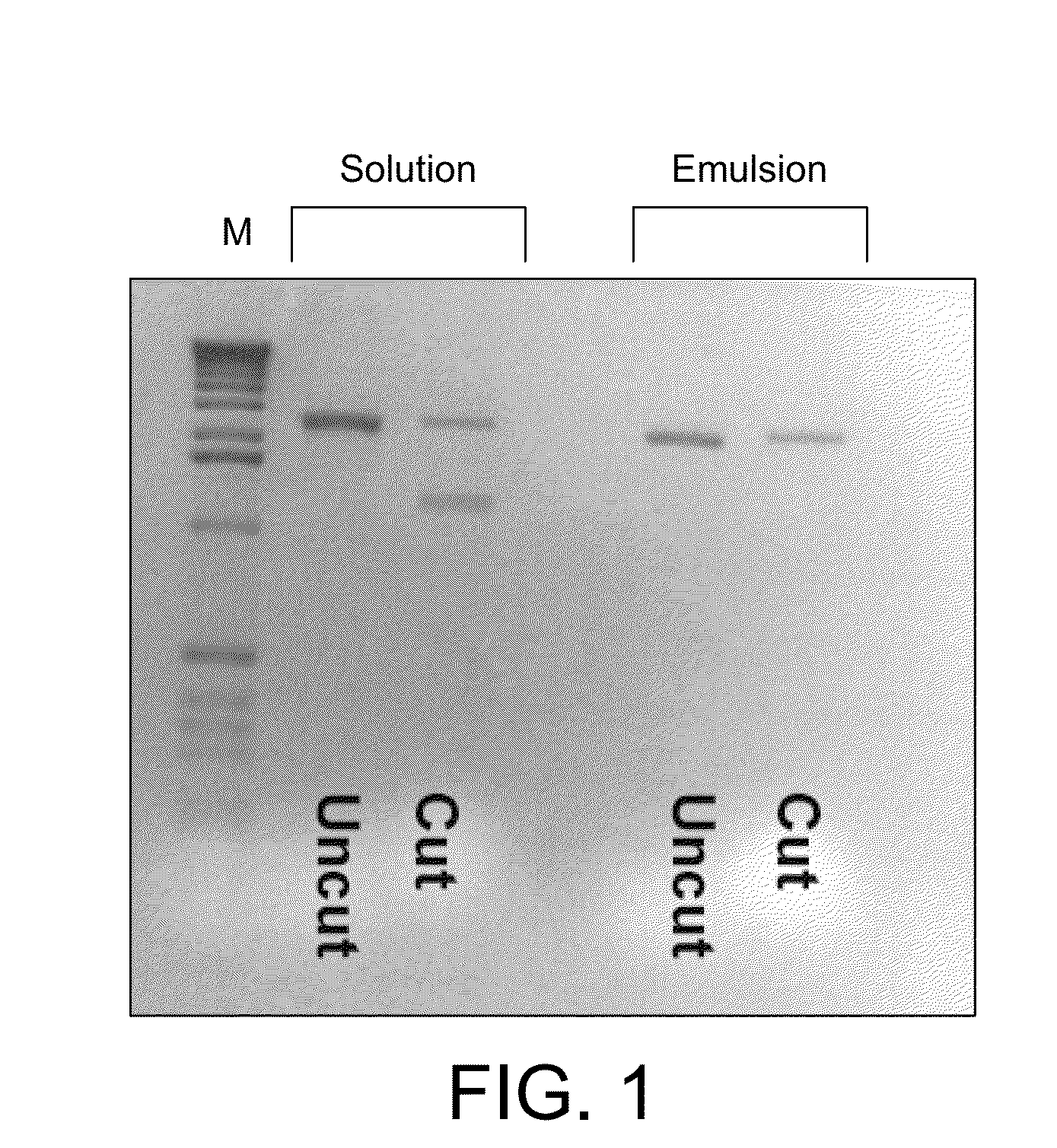 Polymerase