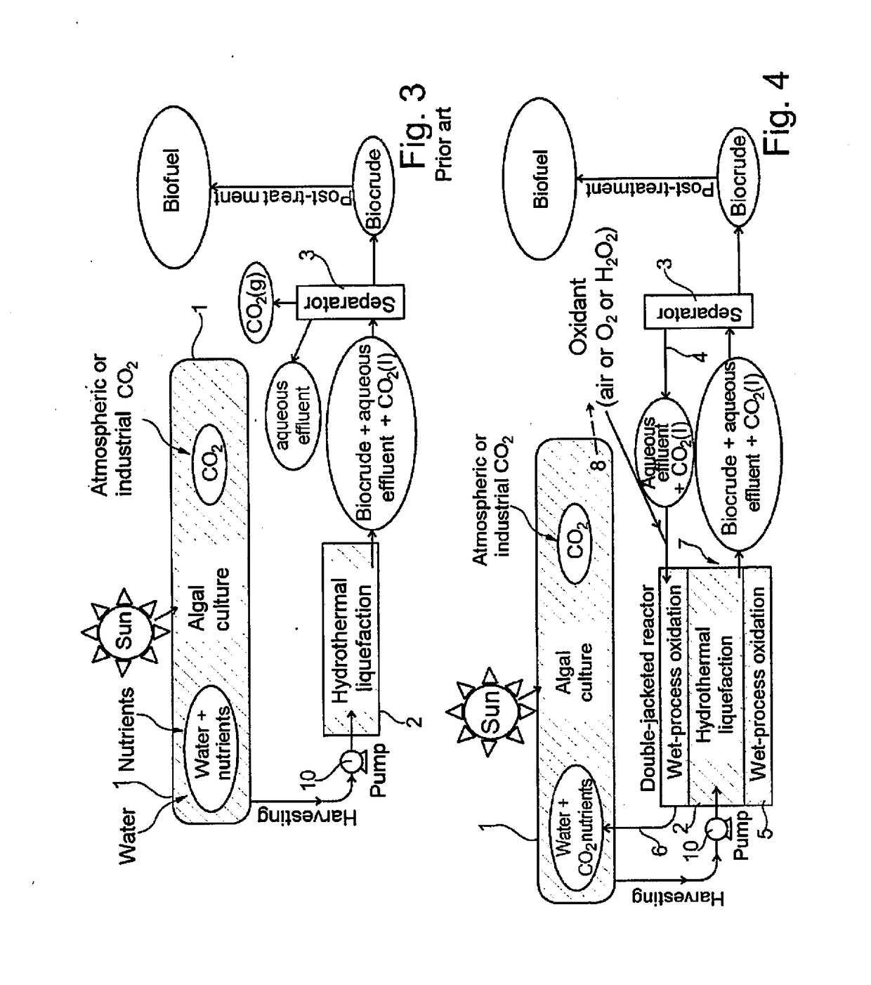 Method for converting algal biomass into a gas or into biocrude by hydrothermal gasification or hydrothermal liquefaction, respectively