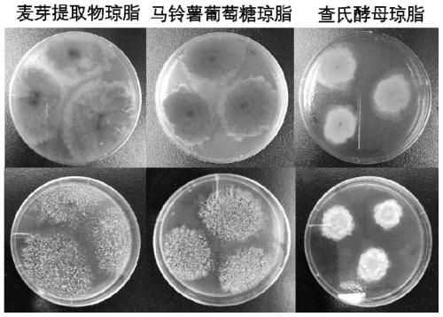 Purple monascus, method and application thereof for producing lovastatin through co-fermentation