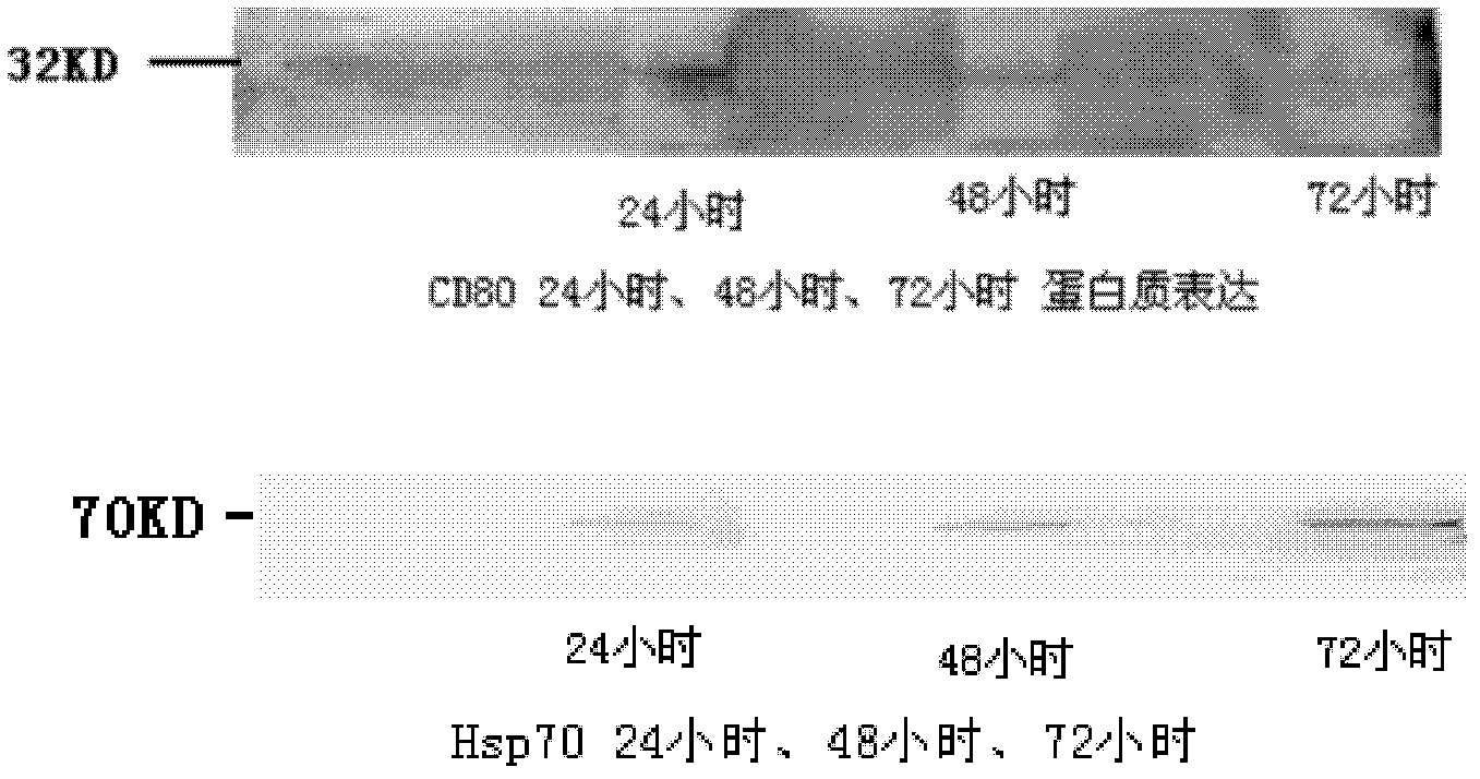 Chimeric type DNA vaccine HSP70/CD80 for asthma prevention and immunotherapy