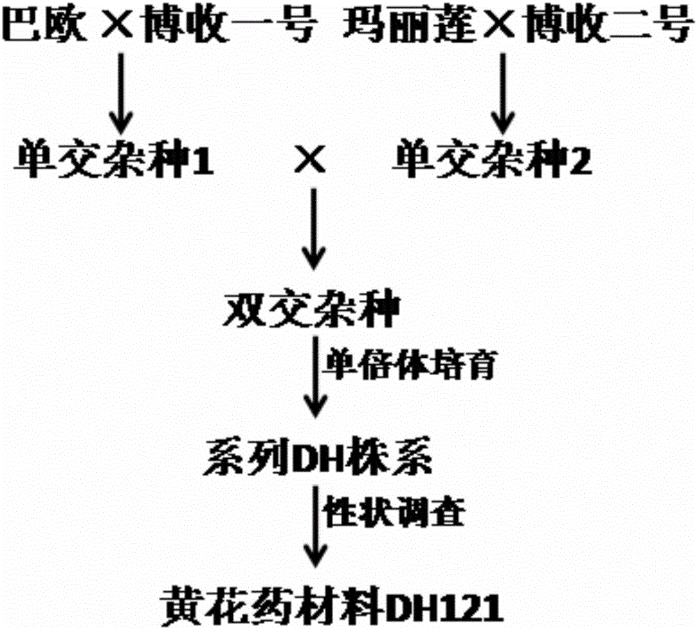 Molecular marker GSSR187 closely linked with pepper anther yellow gene and application thereof