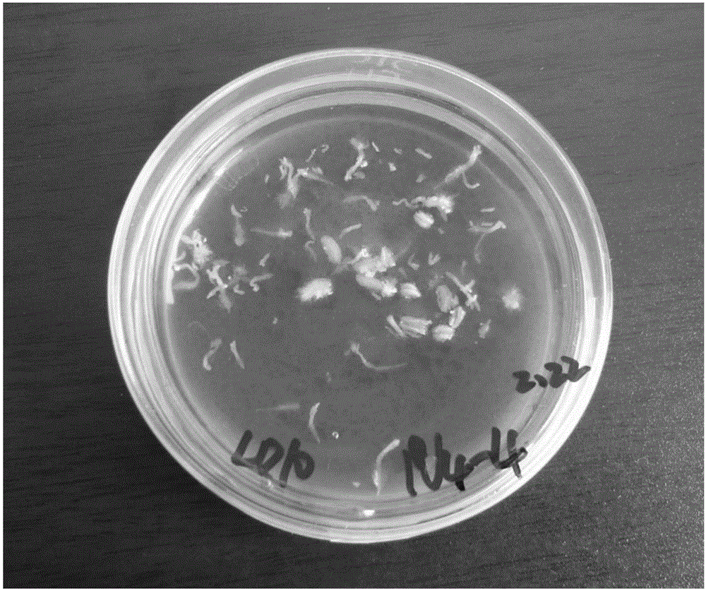 Molecular marker GSSR187 closely linked with pepper anther yellow gene and application thereof