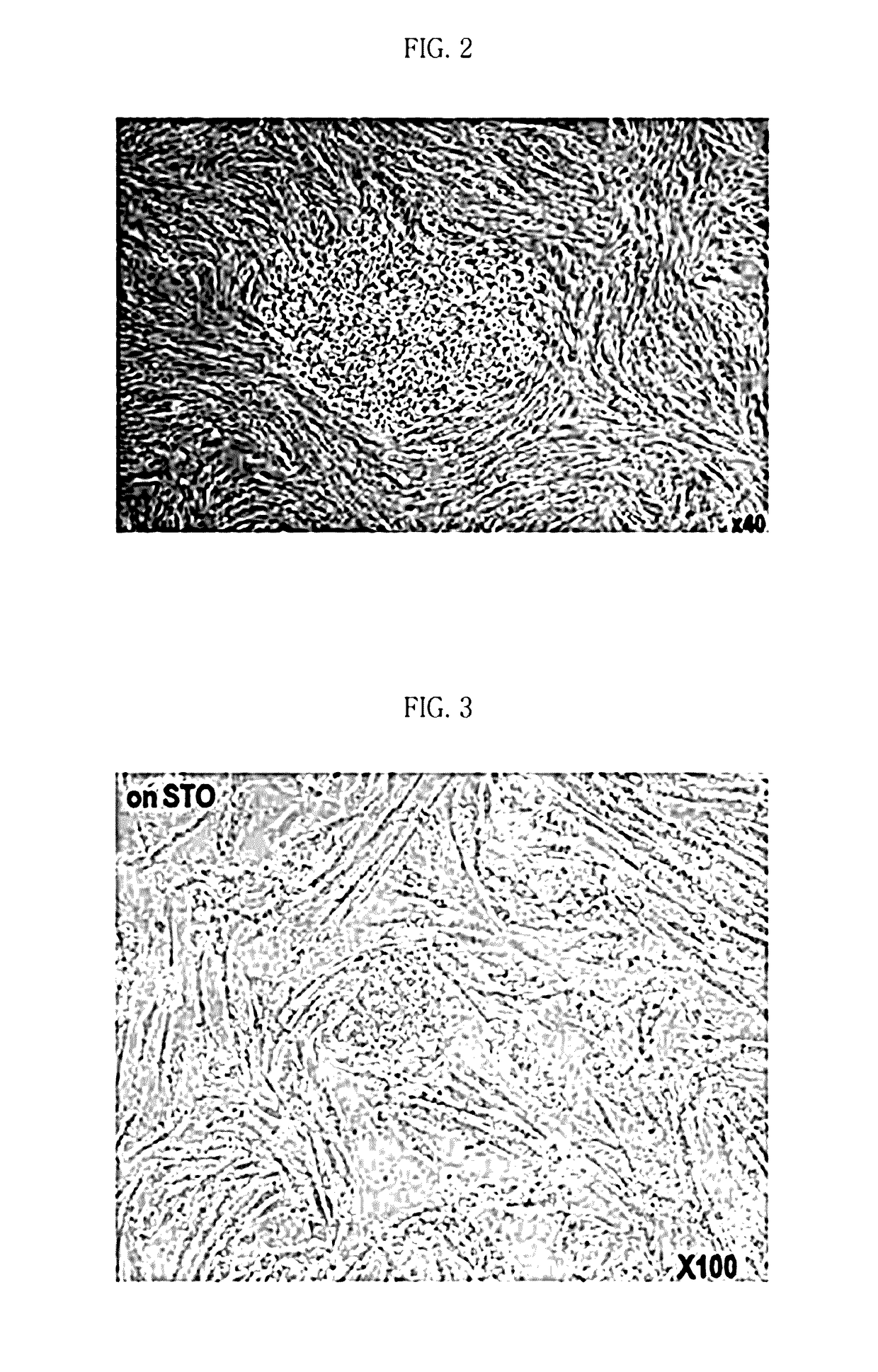 Method for inducing pluripotent stem cells and pluripotent stem cells prepared by said method