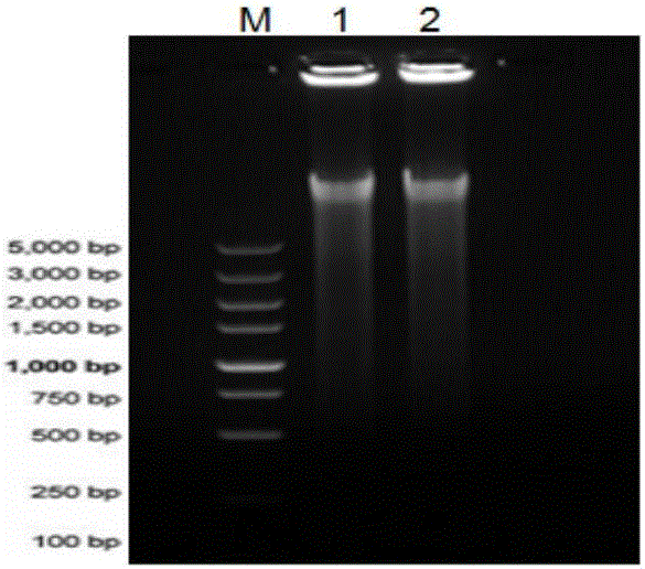 PCV2 strain infectious cloning construction kit and method based on in-vitro rolling circle replication